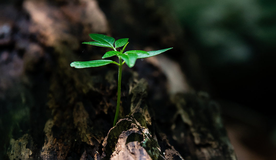 Desempeño ambiental | Sertec Global 2021